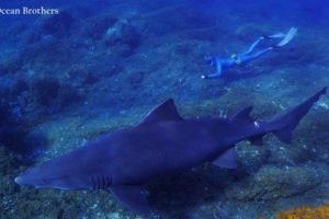 Catch of the Day – Smalltooth Sandtiger Shark